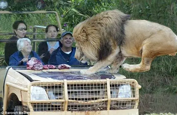 lion scare