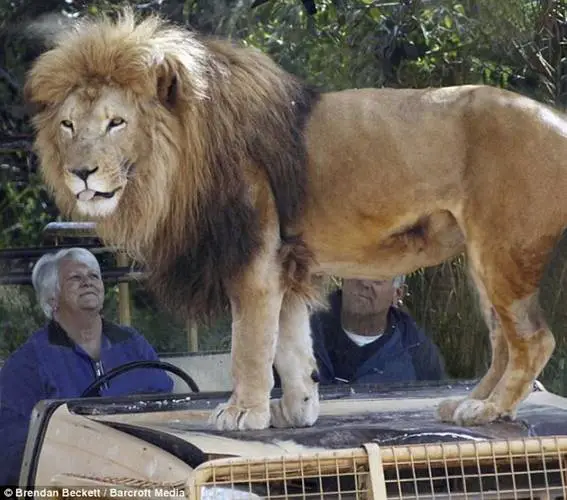 lion scare