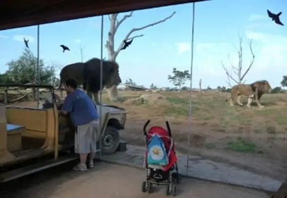 lion scare