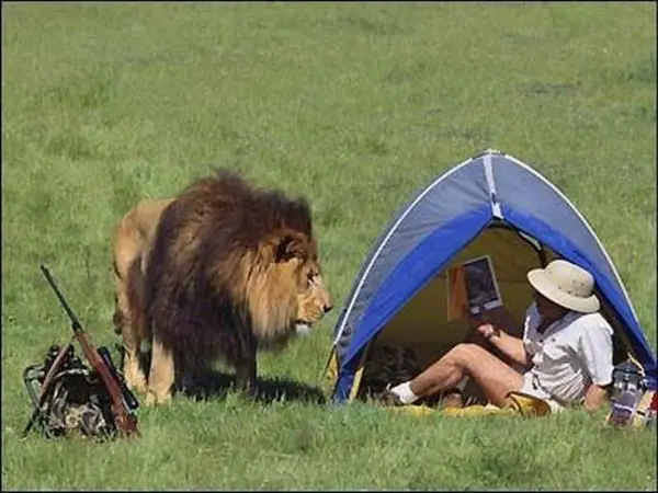 lion scare